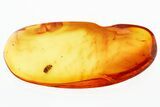Detailed Fossil Death-Watch Beetle (Dryophilinae) in Baltic Amber #346610-1